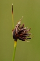 Cyperaceae